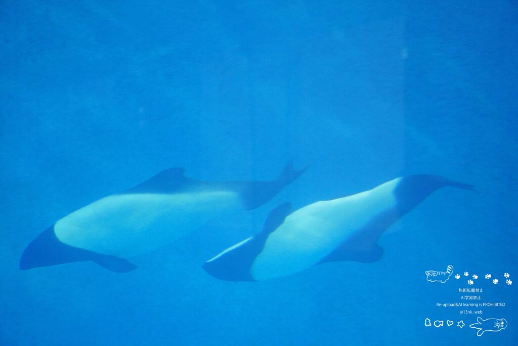 鳥羽水族館 水槽内を泳いでいる二頭のイロワケイルカ