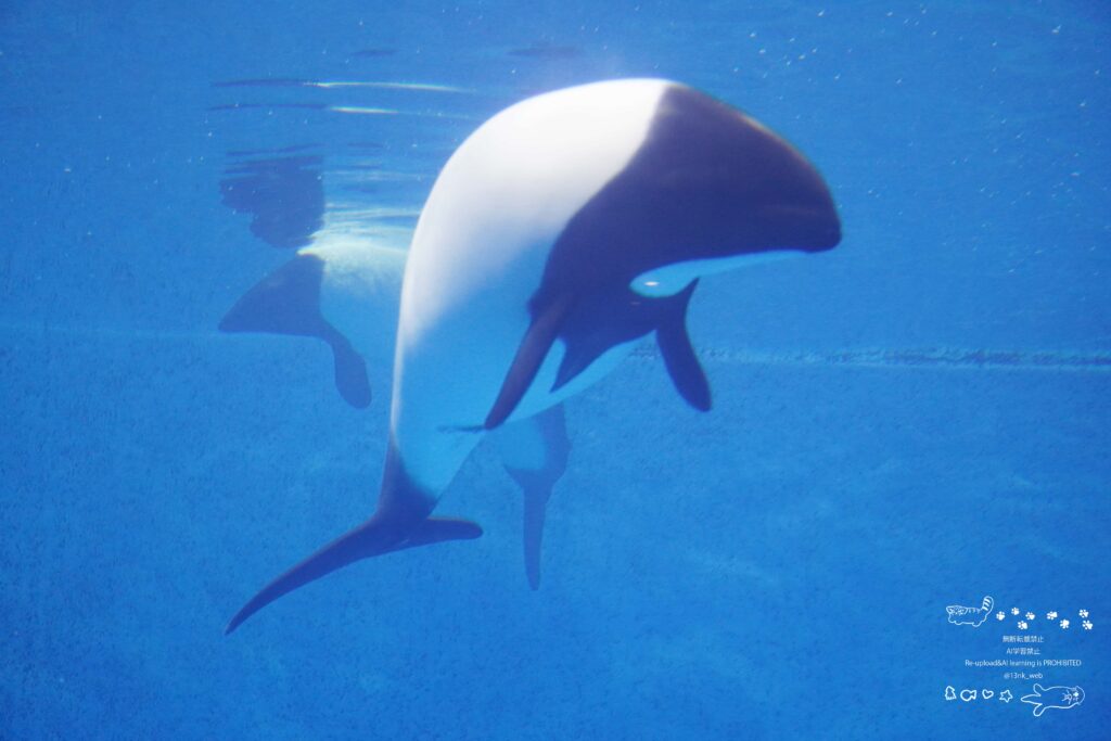 鳥羽水族館 正面を向いているイロワケイルカ