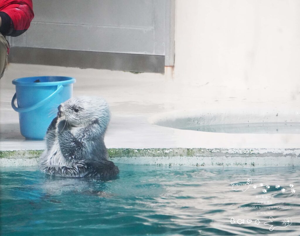 鳥羽水族館のIコーナー極地の海 ラッコのキラちゃん お口に両手を当てて首を横に傾けて可愛いポーズをとっている