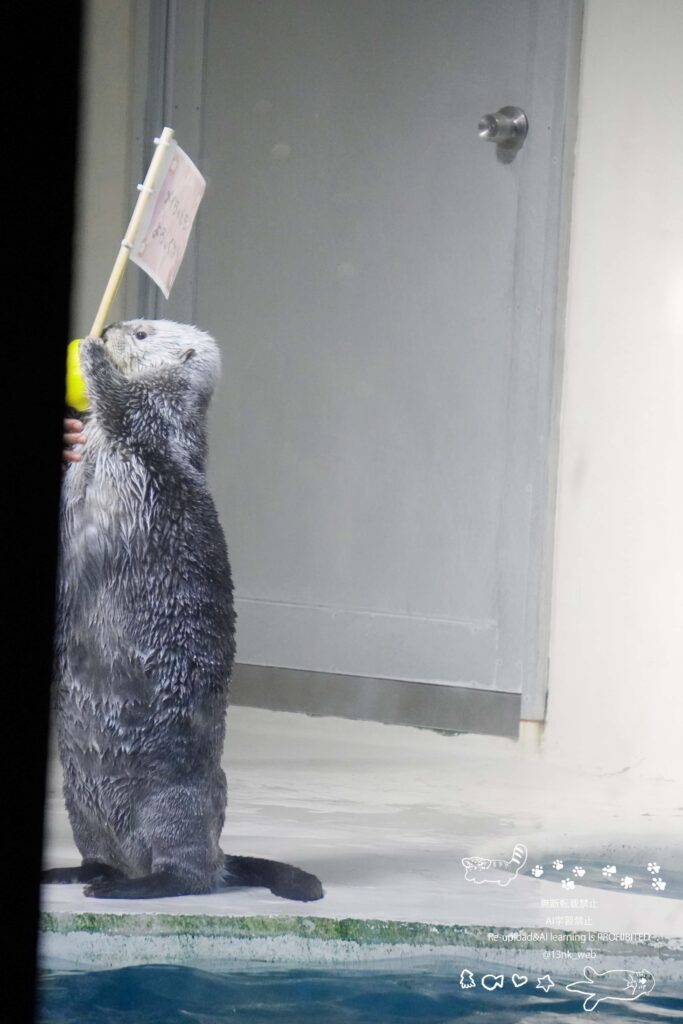 鳥羽水族館のIコーナー極地の海 ラッコのキラちゃん メイちゃんもよろしくねと描かれたピンク色の旗を両手で持ち後あしで立っている