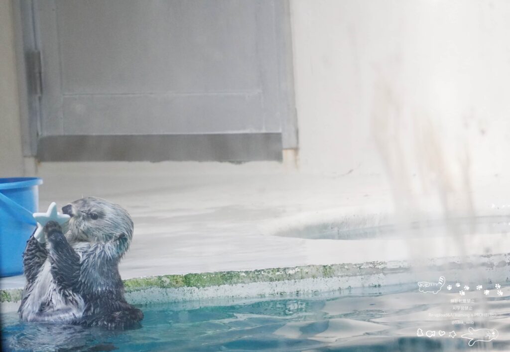 鳥羽水族館のIコーナー極地の海 ラッコのキラちゃん トレーニング中に水面から顔を出して両手で星型のおもちゃを持っている