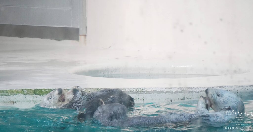 鳥羽水族館のIコーナー極地の海 ラッコのキラちゃんとメイちゃん 美味しそうにイカを引っ張りながらもぐもぐ食べている