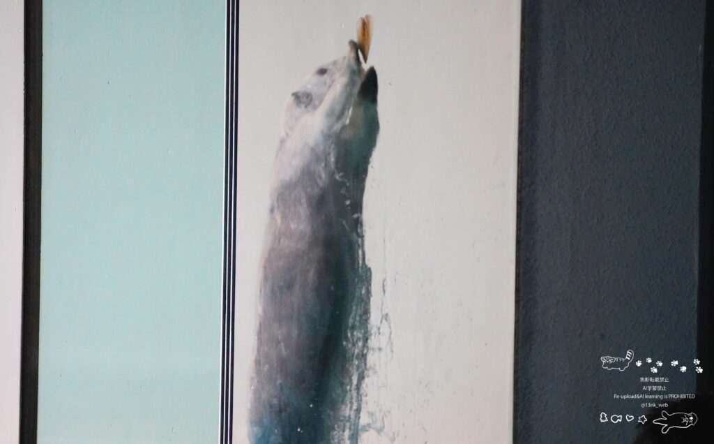 鳥羽水族館のIコーナー極地の海 ラッコのメイちゃん 飼育員さんがガラスに貼り付けたイカ耳を潜水しジャンプして取っている