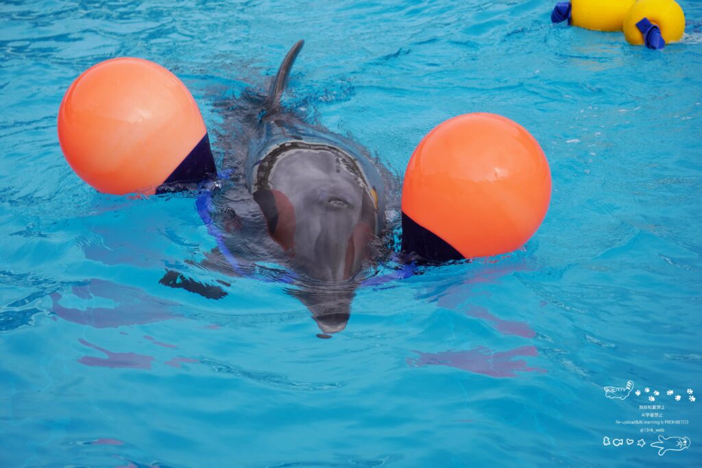 福岡のマリンワールド海の中道内のかいじゅうアイランド イルカプールでオレンジ色のボール二つを紐で繋げたおもちゃを咥えて楽しく遊ぶ一頭のイルカ