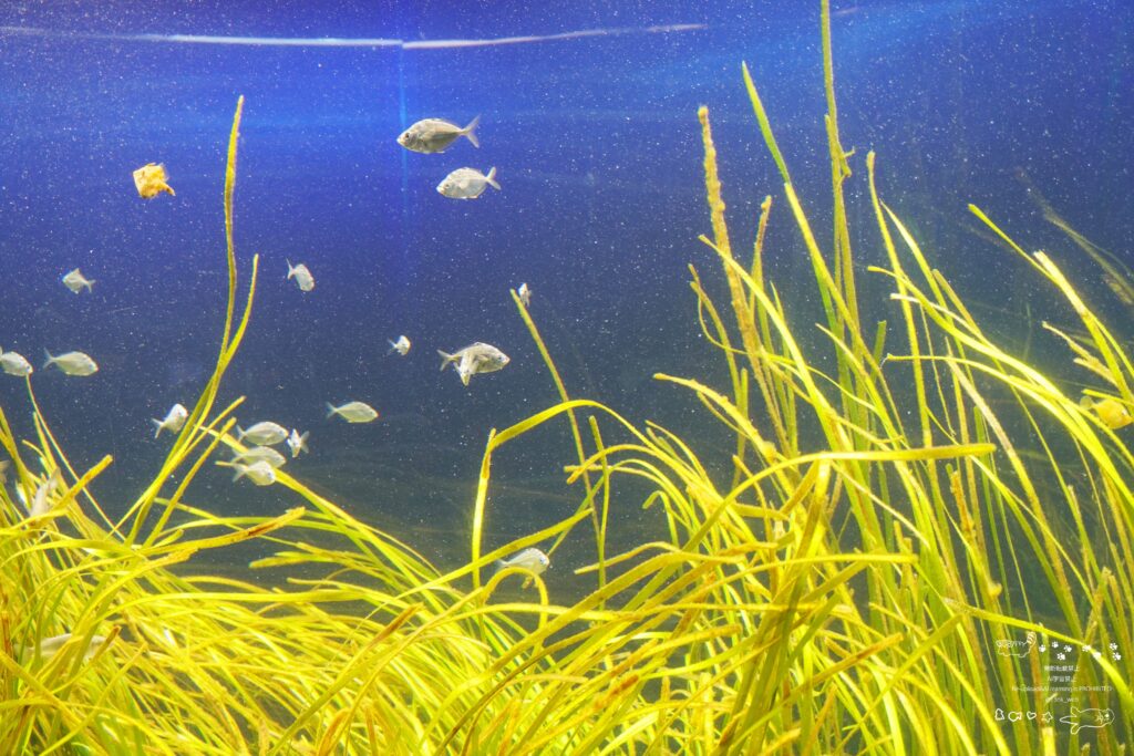 福岡のマリンワールド海の中道にある「アマモ場」を再現した小さな魚が泳いでいる水槽
