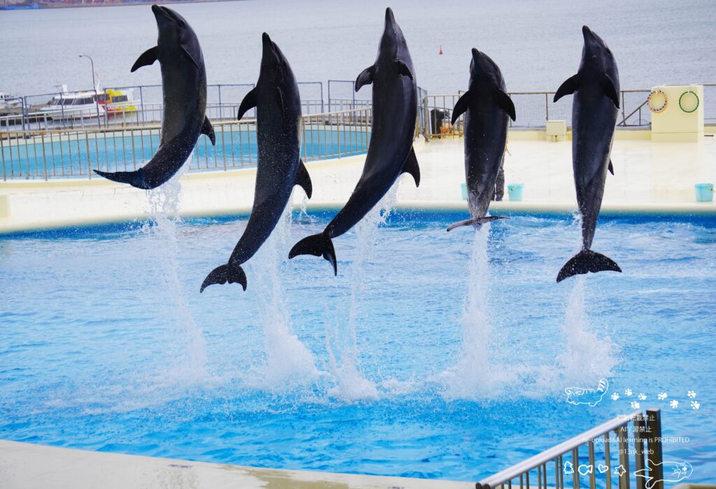 福岡のマリンワールド海の中道で開催しているアシカ・イルカショー イルカショーで空中ジャンプを決める5頭のイルカ