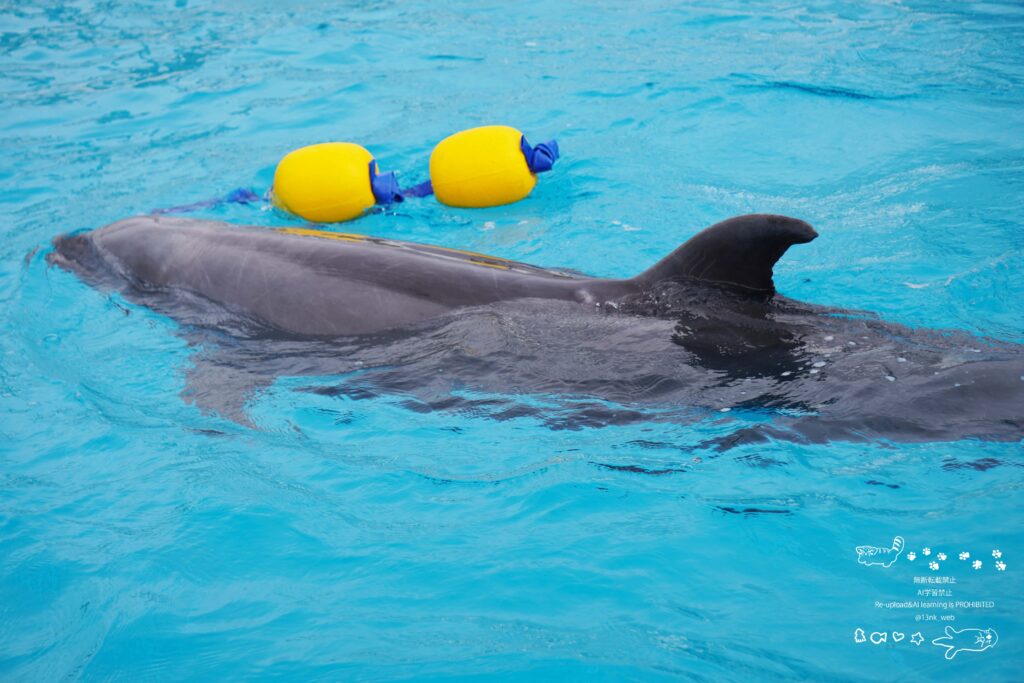 福岡のマリンワールド海の中道内のかいじゅうアイランド イルカプールで黄色のおもちゃを咥えて楽しく遊ぶ一頭のイルカ