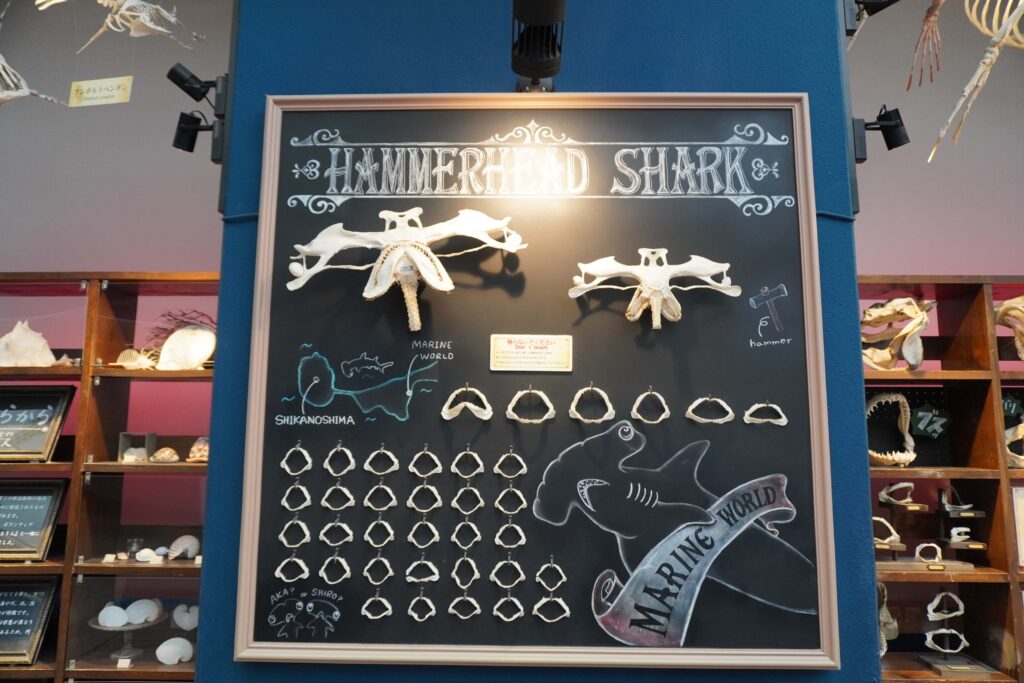 福岡のマリンワールド海の中道内のほねのおとブース ハンマーシャークの骨格展示