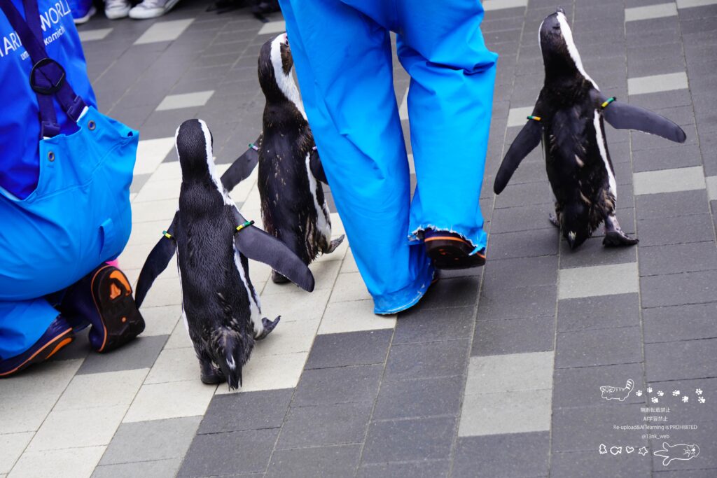 福岡のマリンワールド海の中道で開催しているペンギンパレード エサを持った女性飼育員を追いかける3羽のケープペンギン