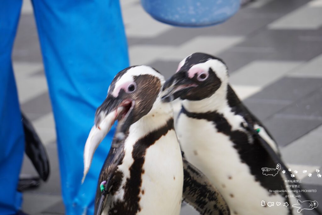 福岡のマリンワールド海の中道で開催しているペンギンパレード 飼育員からもらったエサを飲み込む直前の一羽のケープペンギン