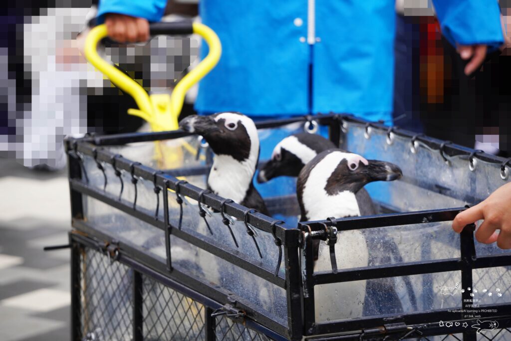福岡のマリンワールド海の中道で開催しているペンギンパレード 散歩カーのような乗り物に乗ってきた4羽のケープペンギン