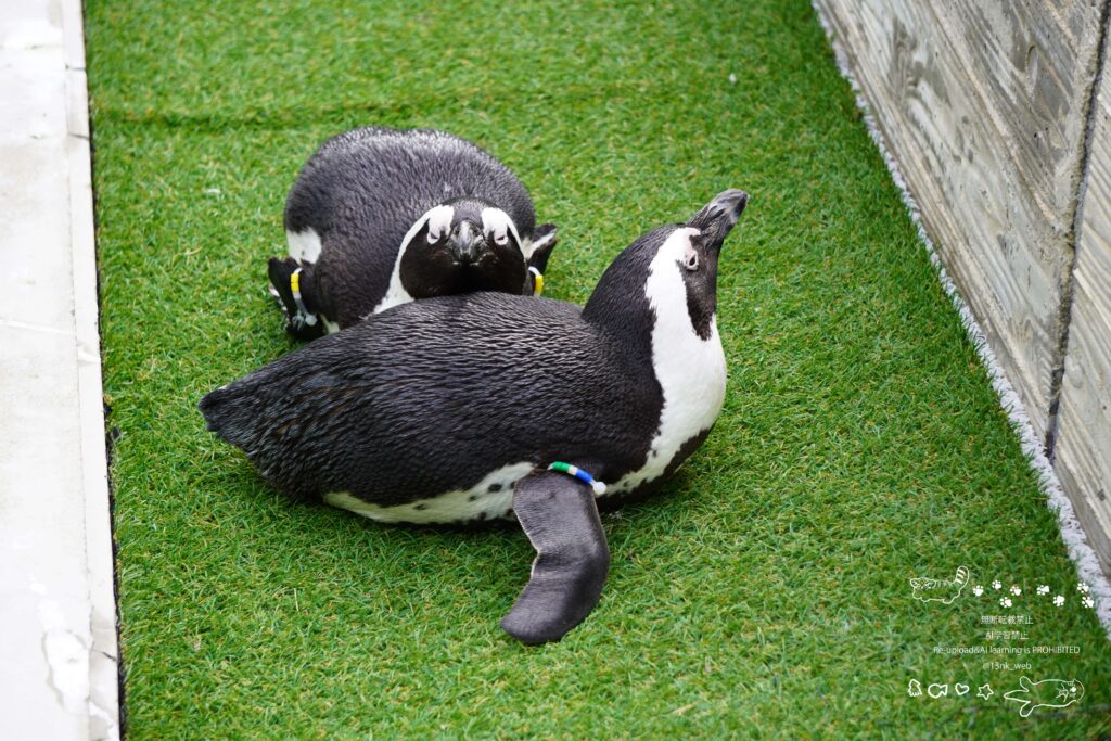 福岡のマリンワールド海の中道内にあるかいじゅうアイランド ペンギンの丘でのんびりしている2羽のケープペンギン