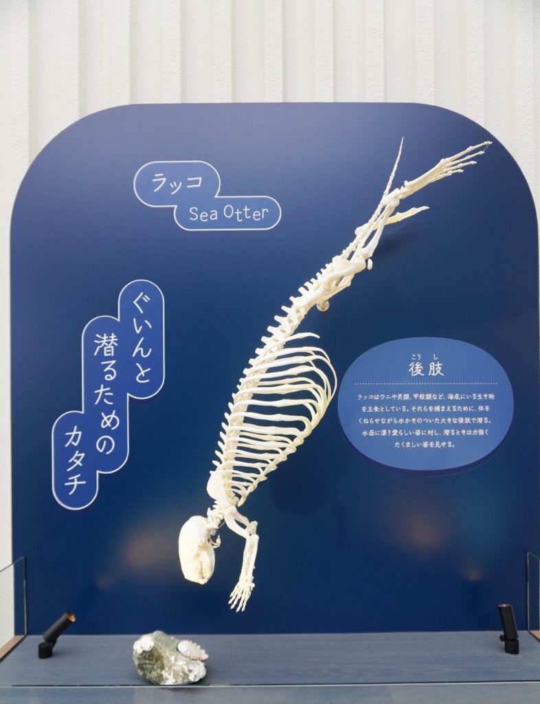 福岡のマリンワールド海の中道内のほねのおとブース 主食である貝を捕獲するため潜水するラッコを表現した骨格展示