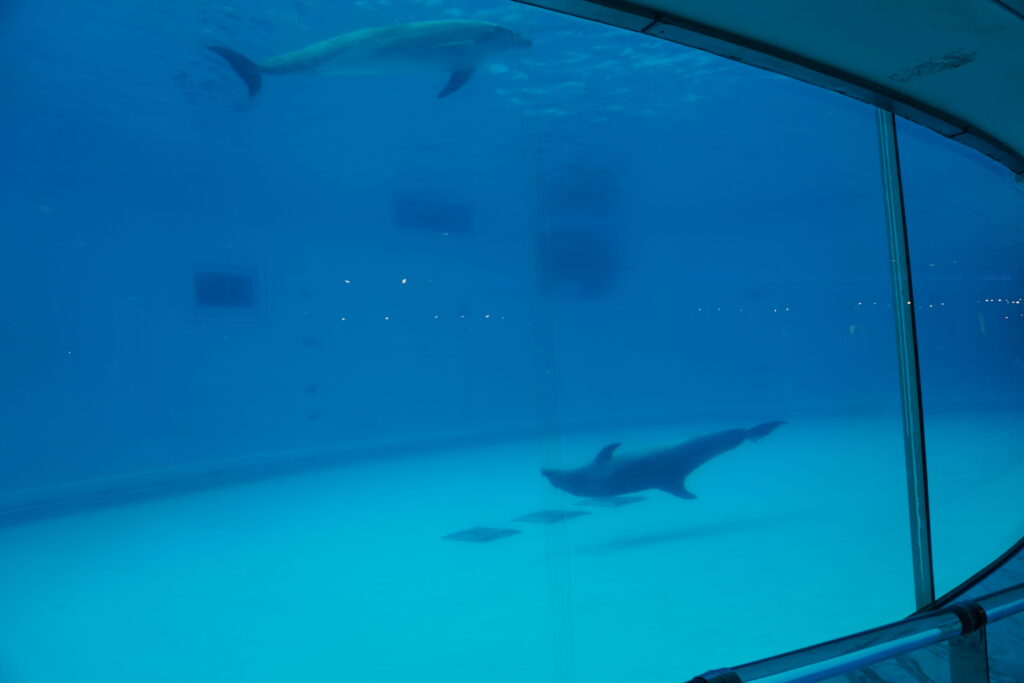 福岡のマリンワールド海の中道のレストランレイリーから見えるショープールで泳ぐ二頭のイルカの写真