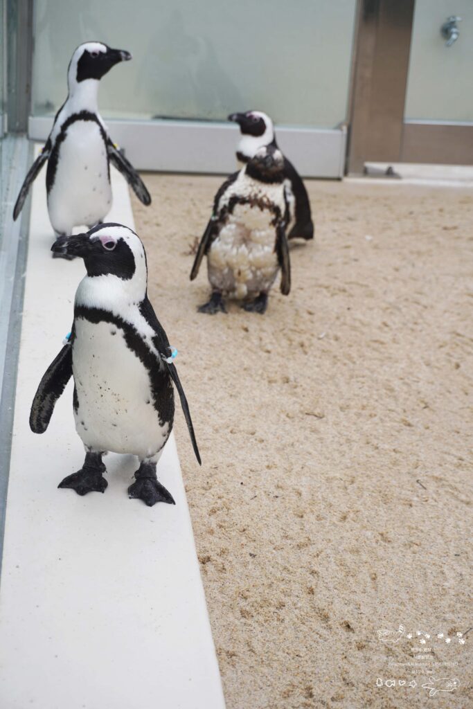 福岡のマリンワールド海の中道にあるかいじゅうアイランド ペンギンビーチにいるケープペンギンたち