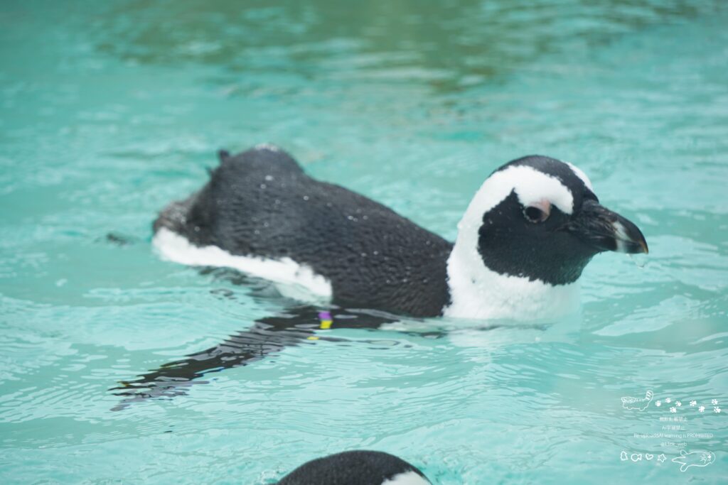 福岡のマリンワールド海の中道にあるかいじゅうアイランド ペンギンビーチで泳ぐ一羽のケープペンギン