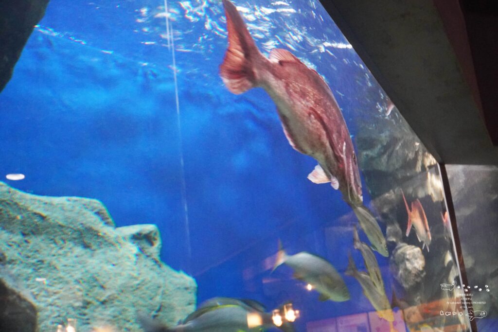 福岡のマリンワールド海の中道の「長崎西海の激しい潮流で生活する魚」を展示している水槽