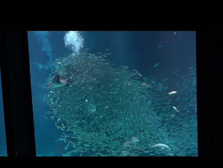 福岡のマリンワールド海の中道の外洋大水槽内で開催されるイワシタイフーンのショー マイワシの大群に飲み込まれているように見えるダイバーさん