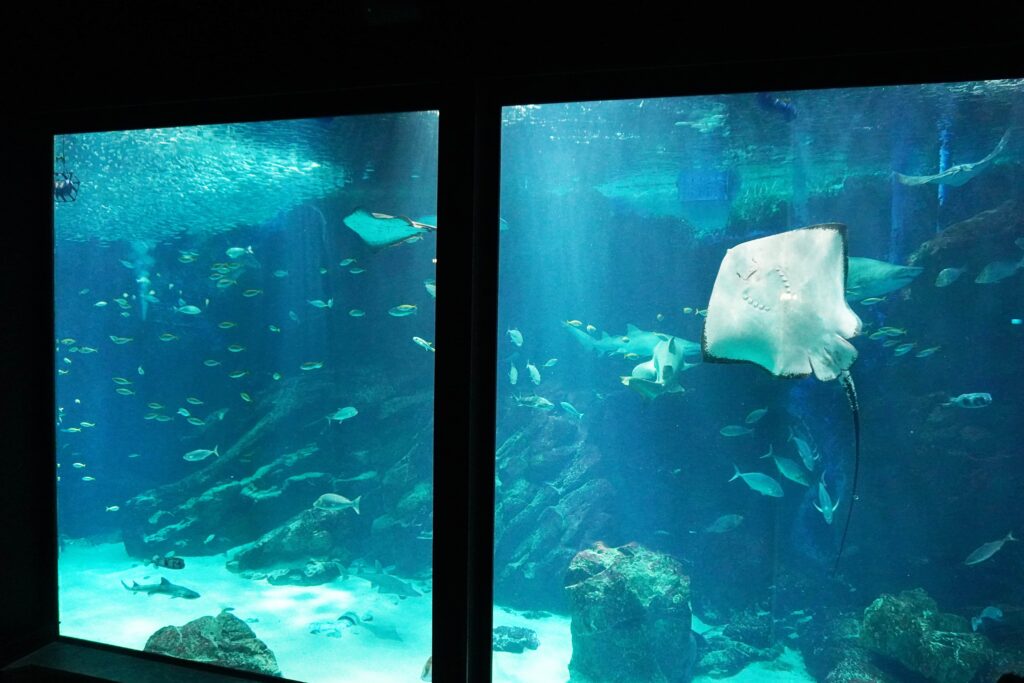 福岡のマリンワールド海の中道で開催されている外洋大水槽ショー開始前の外洋大水槽全体